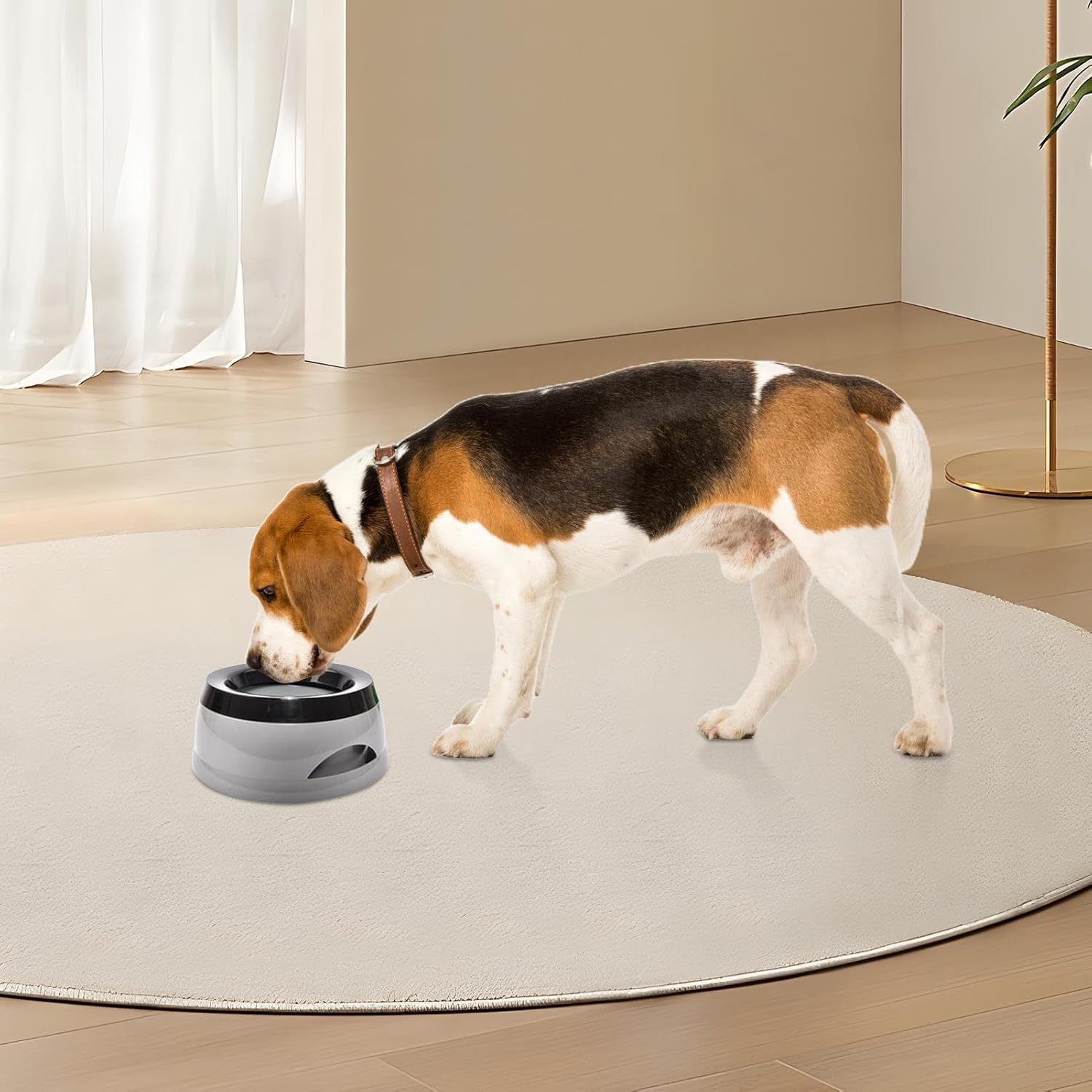 Dog drinking from a bowl on a rug in a room with a neutral color scheme.
